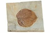 Fossil Leaf (Davidia) - Montana #190470-1
